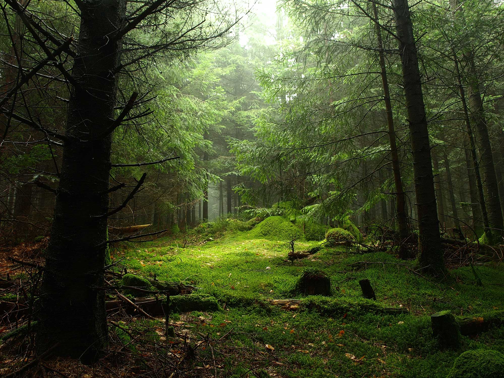 Grön skog med träd och mossa